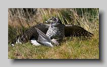 Goshawk_0001