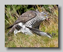 Goshawk_0003