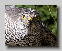 Goshawk_0004