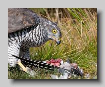 Goshawk_0005