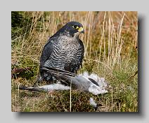 Peregrine_Falcon_0002