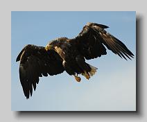 Sea Eagle_0004