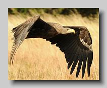 Sea Eagle_0006