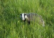 Badger cub. Wadebridge, Cornwall UK.