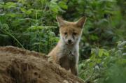 Fox cub.  Wadebridge, Cornwall UK.