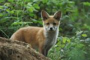 Fox cub.  Wadebridge, Cornwall UK.