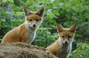 Fox cubs.  Wadebridge, Cornwall UK.