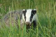 Badger cub. Wadebridge, Cornwall UK.