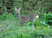 A Roe deer in the marshes at Wadebridge, Cornwall UK.