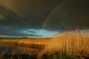 Rainbow over Trewornan reedbed.3