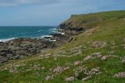 Pentire point with Thrift