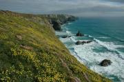 Flowers at Bedruthan.