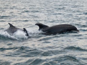 Bottlenose Dolphins