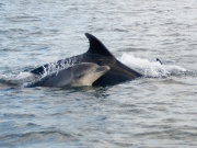 Bottlenose Dolphins