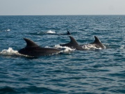 Bottlenose Dolphins