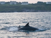 Bottlenose Dolphins