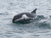 Bottlenose Dolphins