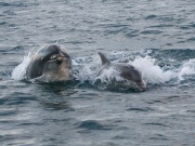 Bottlenose Dolphins