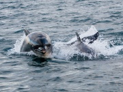 Bottlenose Dolphins