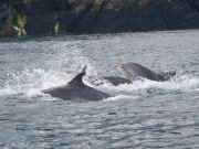 Bottlenose Dolphins