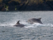 Bottlenose Dolphins