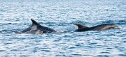 Bottlenose Dolphins_ANL_2240