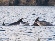 Bottlenose Dolphins_ANL_2275_1