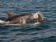 Bottlenose Dolphins