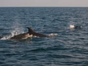 Bottlenose Dolphins