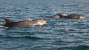 Bottlenose Dolphins