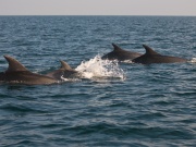 Bottlenose Dolphins