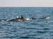 Bottlenose Dolphins