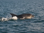 Bottlenose Dolphins