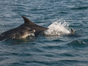 Bottlenose Dolphins