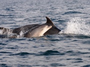 Bottlenose Dolphins_ANL_2610_1