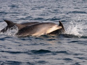 Bottlenose Dolphins