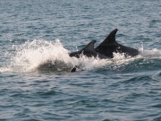 Bottlenose Dolphins