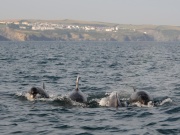 Bottlenose Dolphins