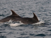 Bottlenose Dolphins