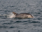 Bottlenose Dolphins_ANL_2655_1