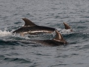 Bottlenose Dolphins