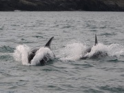 Bottlenose Dolphins