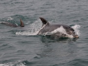 Bottlenose Dolphins