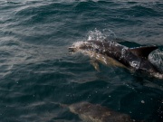 Common Dolphins_ANL_0199