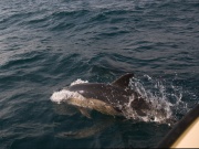 Common Dolphins_ANL_0225