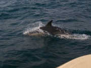 Common Dolphins_ANL_0231