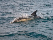 Common Dolphins_ANL_0255