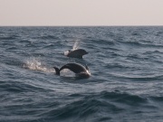 Common Dolphins_ANL_0269