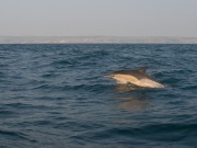 Common Dolphins_ANL_0307