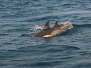 Common Dolphins_ANL_0410